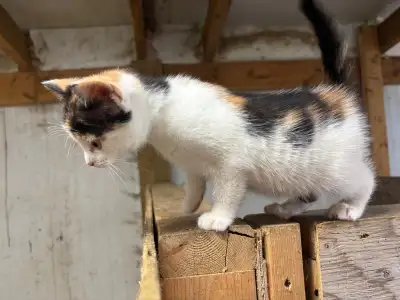 Cute calico kitten, View more