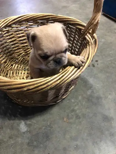 I am rehoming these pug puppies. Their birth date is October 26 2025. They don't have any shots. Ask...