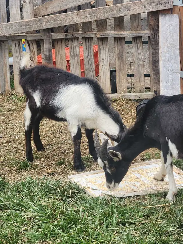 MALE GOAT FOR SALE - PURE ALPINE | Livestock | Oakville / Halton Region ...