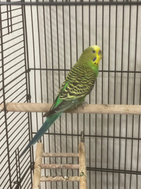 Female Budgie for Sale