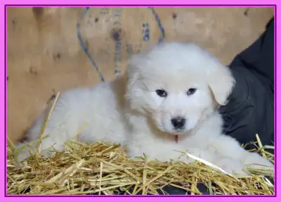 Maremma / Great Pyrenees Puppies available, View more