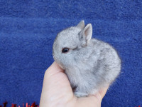 EXTRAORDINARY NETHERLAND DWARF & LIONHEAD BABY BUNNY RABBITS