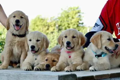 Golden retriever puppies, View more