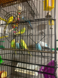 Budgies birds for sale just the birds