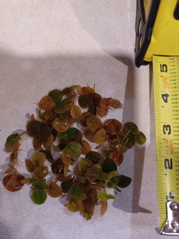 Live aquarium plants $5.00 each in Fish for Rehoming in Belleville