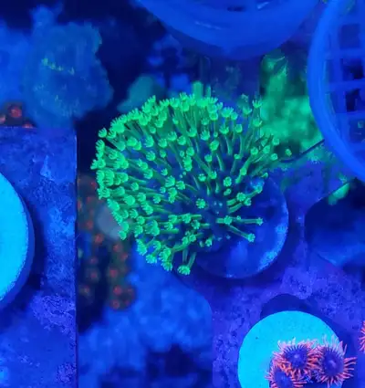 Tyree toadstool - saltwater coral frag , View more