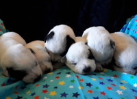 Australian Cattle Dog/Blue Heeler Puppies (CKC Registered)