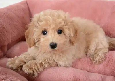 Sweet and Playful Bichon-Poo Puppies Ready For New Homes, View more