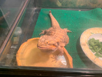 Trying to find a good home for my three-year-old bearded dragon