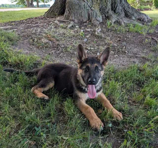 Purebred German Shepherd Puppies in Dogs & Puppies for Rehoming in Stratford - Image 7