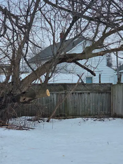 Free Tree/wood/Branches, View more