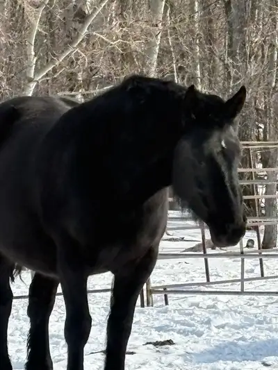 wtb black Percheron or blue, View more