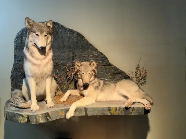 Stunning Grey Wolf Full-Mount Display64170259565955122
