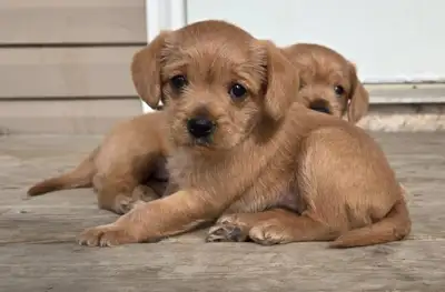 King Schnauzer Puppies, View more