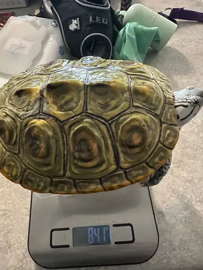 Female Diamondback terrapin/turtle RTB, View more