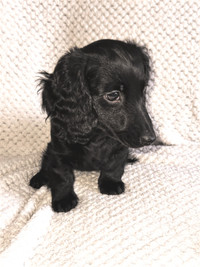 Long-haired mini dachshund puppy black female