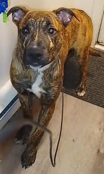 Unique Mix Breed  Male / 6  Months / Small Breed Terrier Mix, View more