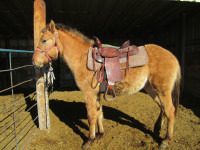 2 YEAR OLD RED DUN FILLY