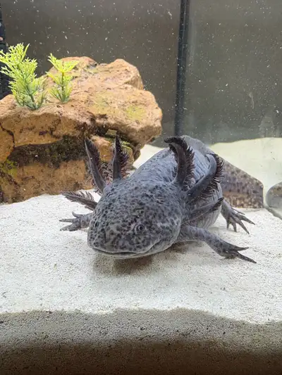 Selling two axolotls Black - wild type - quite sure it’s a female - purchased one year ago as a baby...