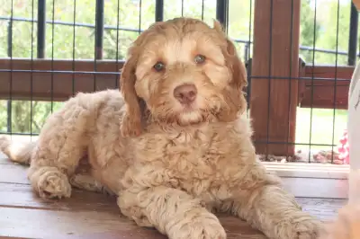 Australian Labradoodle Puppy available