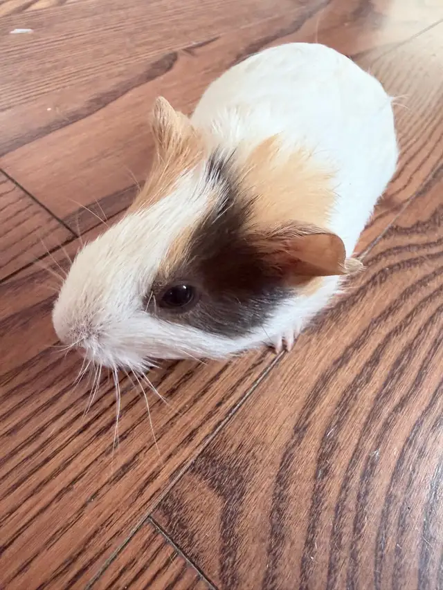 baby Guineapig  in Other in Markham / York Region - Image 6