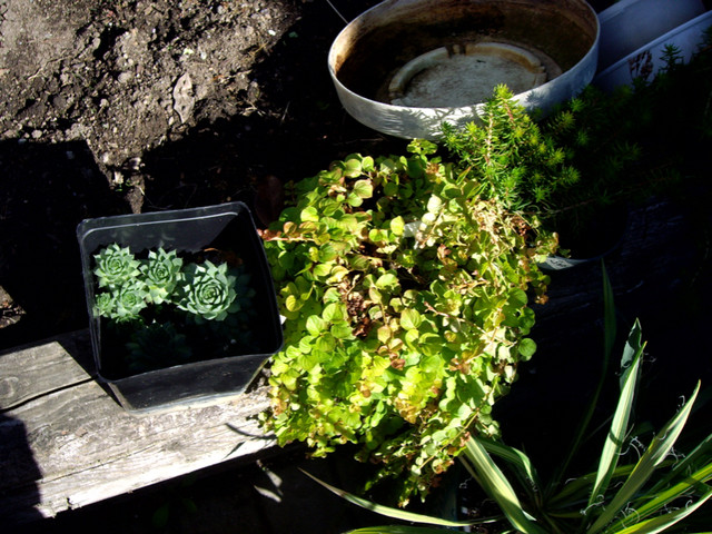 plants-chicks/hens, jade, creeping jenny in Plants, Fertilizer & Soil in Burnaby/New Westminster