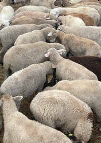  lambs for sale 