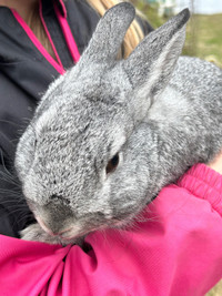 Dwarf Rabbit