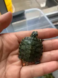 Yellow Bellied Turtle - Baby