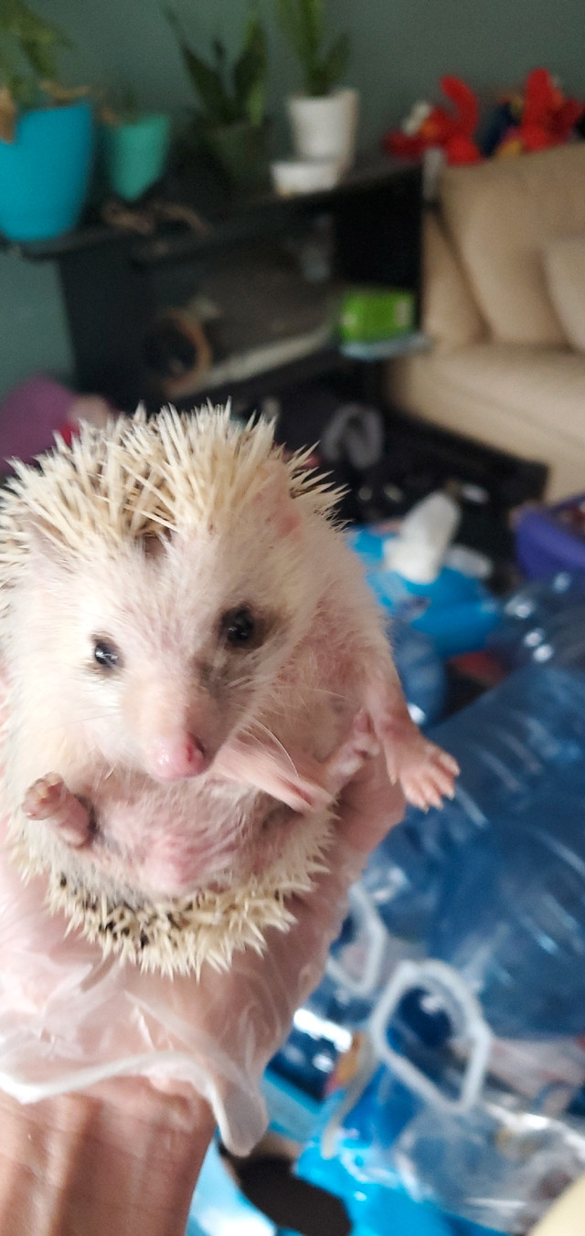 Hedgehog [black eyed pied] male in Small Animals for Rehoming in City of Toronto - Image 3