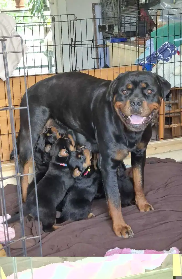 CKC Registered Rottweilers | Dogs & Puppies for Rehoming | City of ...