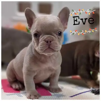 CKC FRENCH BULLDOGS, View more