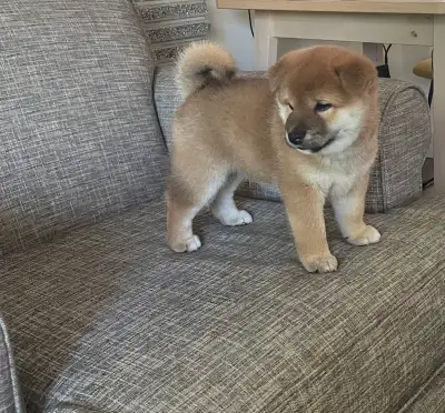 Shiba Inu Puppies – Japanese NIPPO Pedigree, View more