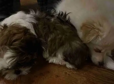     Looking for a Loving Home for Two Bonded Puppies ❤️, View more