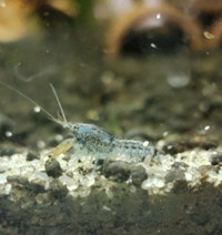 Blue Dwarf Crayfish - (Cambarellus Diminutus ecrevisse naine blu