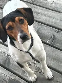 18 month old Russel/beagle for rehoming 