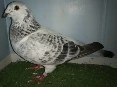 Pigeon voyageur femelle BB785, View more