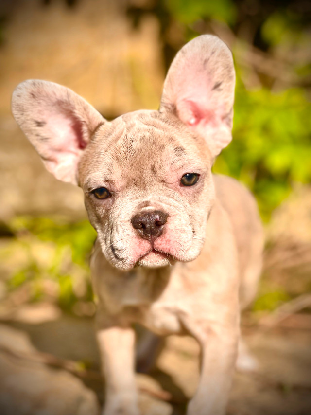 Bulldog Français/ Frenchie/ Femelle dans Chiens et chiots à adopter  à Drummondville - Image 3