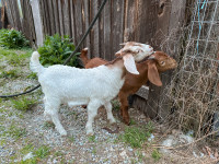 Boer Kiko Male Goat Kids