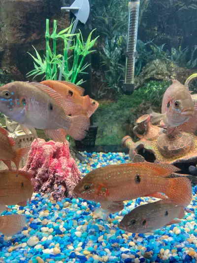 I'm selling a vibrant group of African Cichlids, perfect for adding a splash of colour and activity...