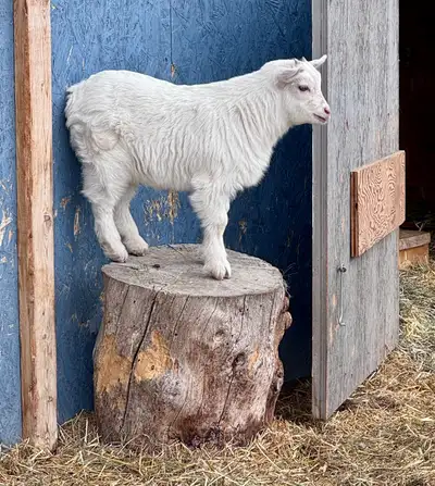 Silky Fainting Goat Kids, View more