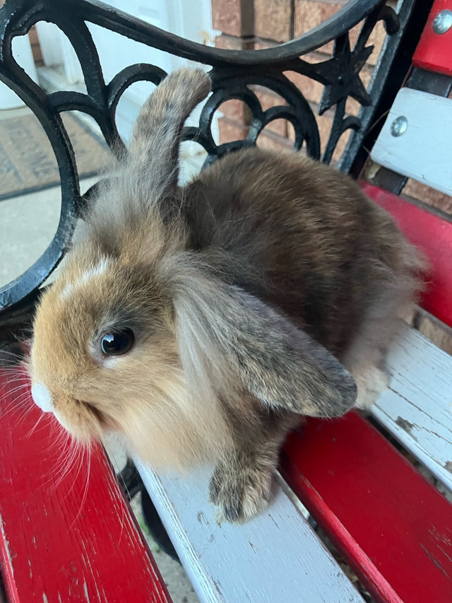 Female baby bunny rabbit  in Small Animals for Rehoming in Kitchener / Waterloo - Image 2