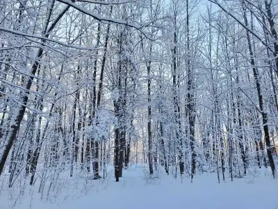 2 acre wooded lot approx 124 x 642' with 600 ' driveway, 1/4 acre partially cleared, hydro 300' down...