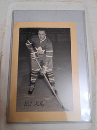 Red Kelly Photo Bee Hive 5x7 Groupe 2