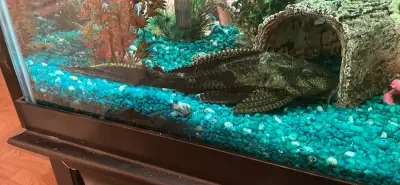Hi fin fancy pleco (13”) and large African cichlid (8”) free to a good home. Moving and can’t take t...