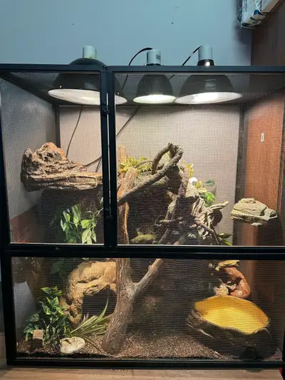 Complete Terrarium with Boa Constrictor for Sale, View more
