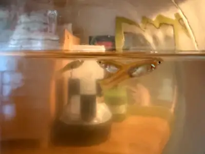 (6) FREE female Guppies, View more