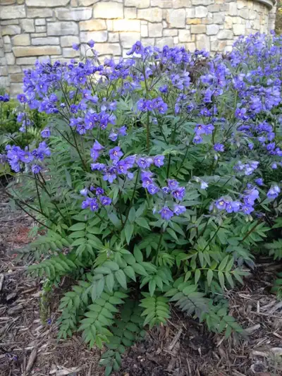 Jacob's ladder seeds, 6 grams for $5, 5 bags available, View more