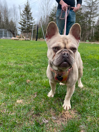 French Bulldog For Sale