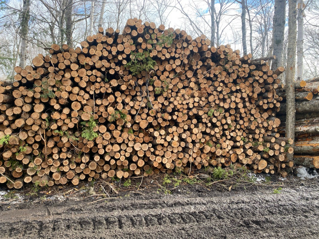 WANTED: cedar logs and fence posts  in Other in Renfrew - Image 2